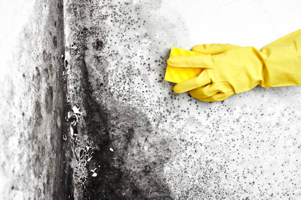Best Crawl Space Mold Removal  in Mount Joy, PA