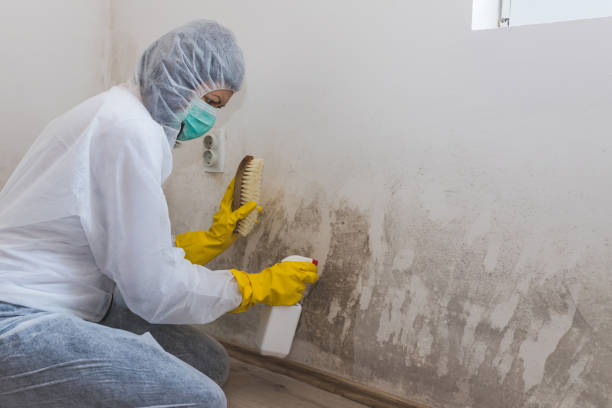 Professional Mold Removal in Mount Joy, PA
