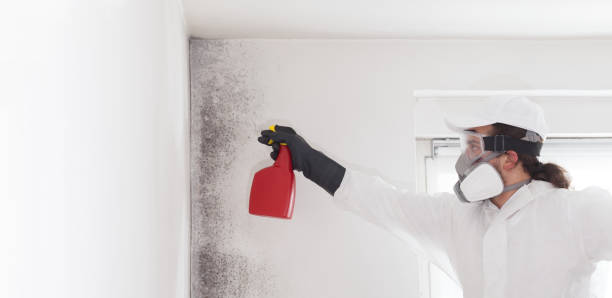 Best Commercial Mold Removal  in Mount Joy, PA