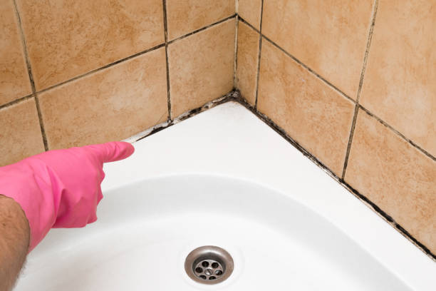 Best Professional Mold Removal  in Mount Joy, PA